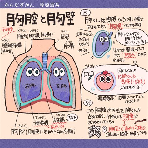 肺 位置|解剖学/肺